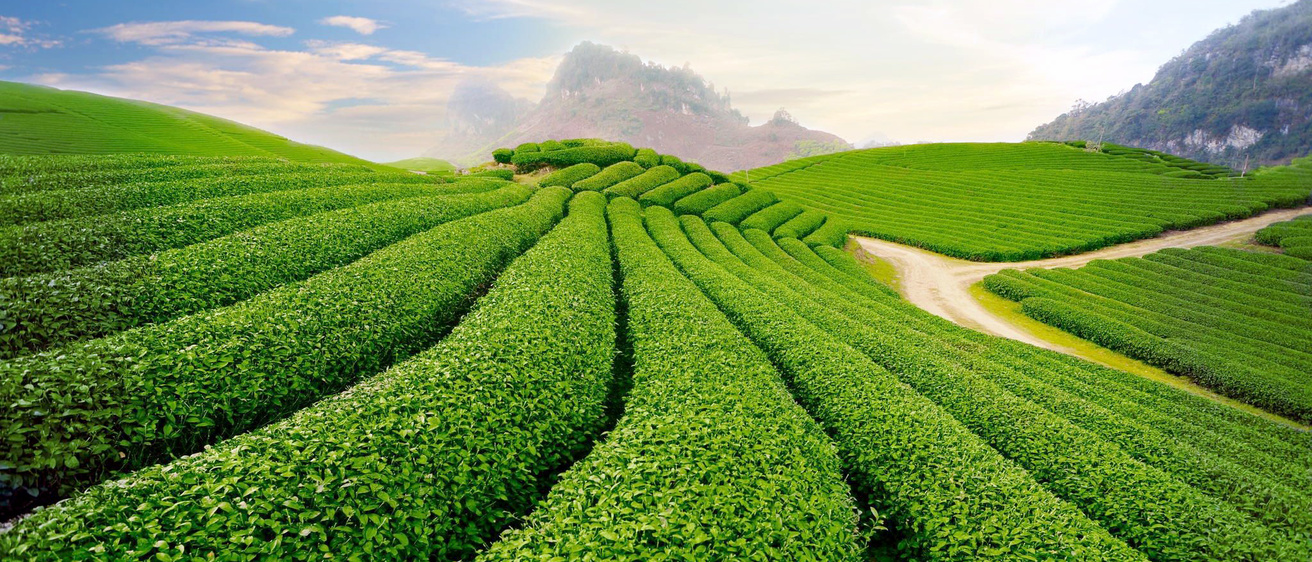 Tea field in Thai Nguyen Vietname