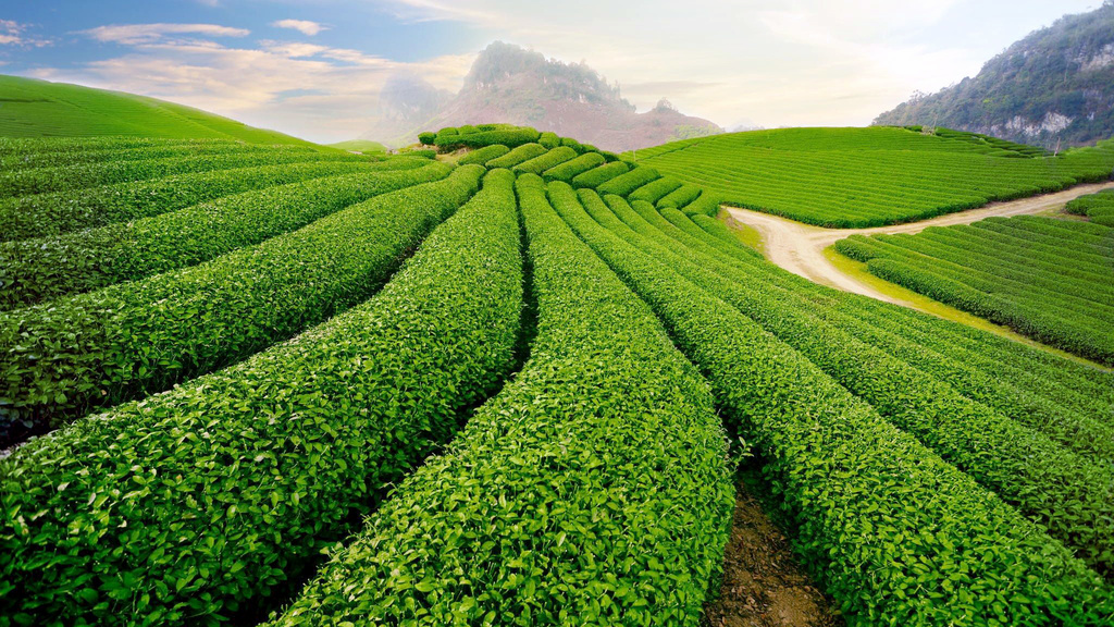 Tea field in Thai Nguyen Vietname